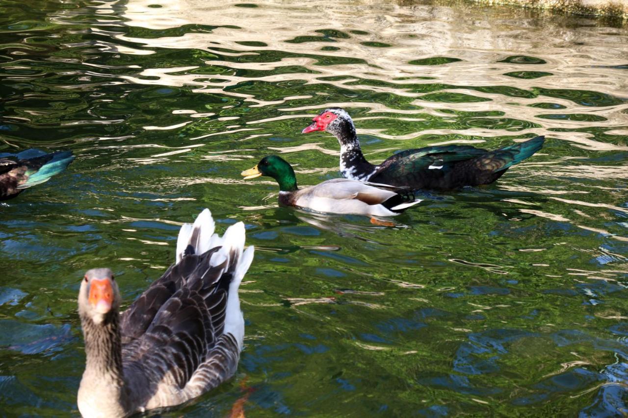 Quinta De Chousas - Braga - Agroturismo ภายนอก รูปภาพ